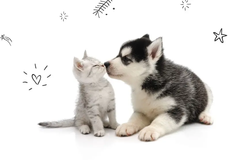 Cute puppy kissing cute tabby kitten on white background isolated