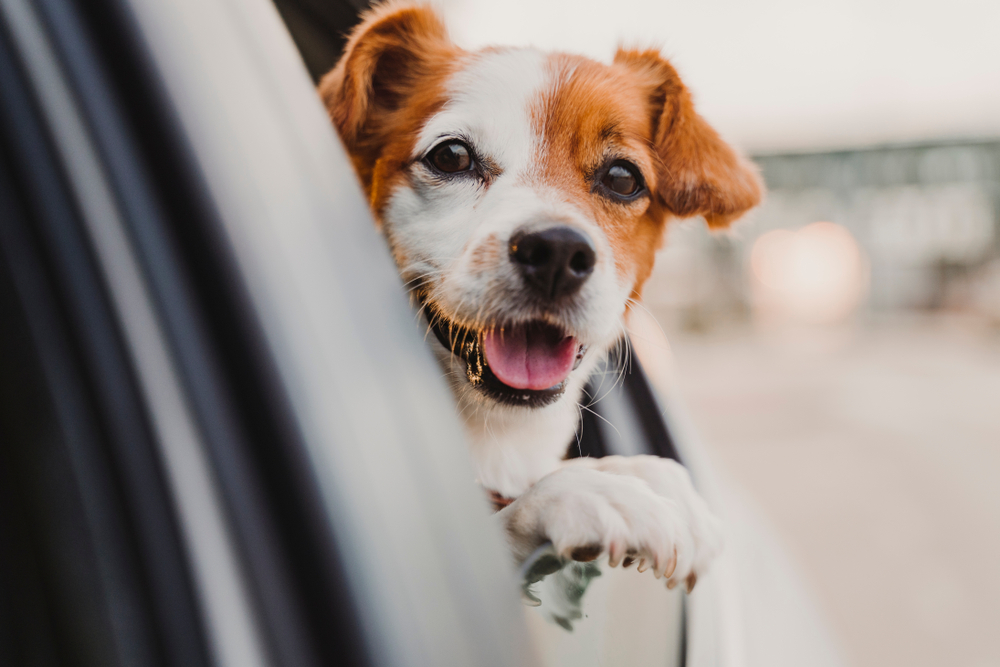 Cute,Small,Jack,Russell,Dog,In,A,Car,Watching,By