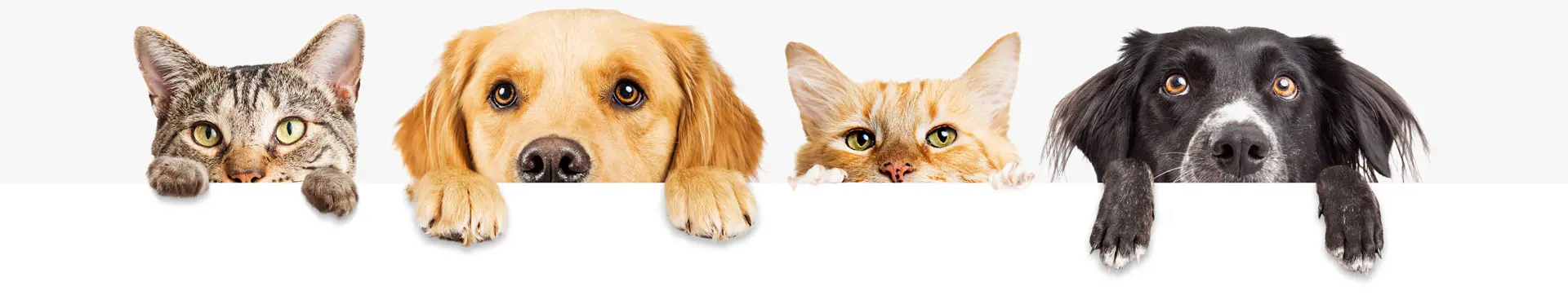 Row of the tops of heads of cats and dogs with paws up, peeking over a blank white sign. Sized for web banner or social media cover