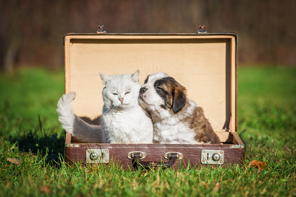 Saint bernard puppy with a cat sitting in a suitcase