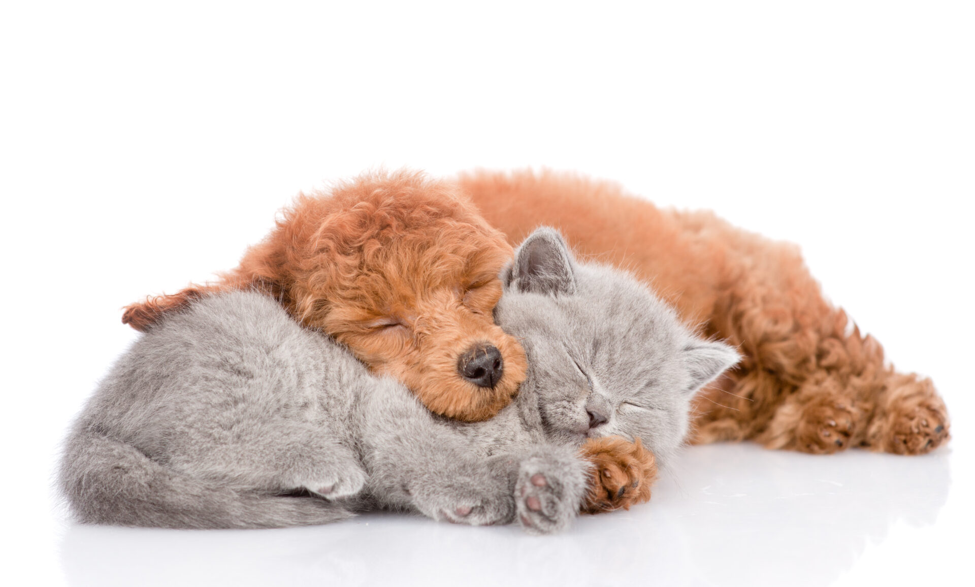 Poodle puppy and tiny kitten sleeping together