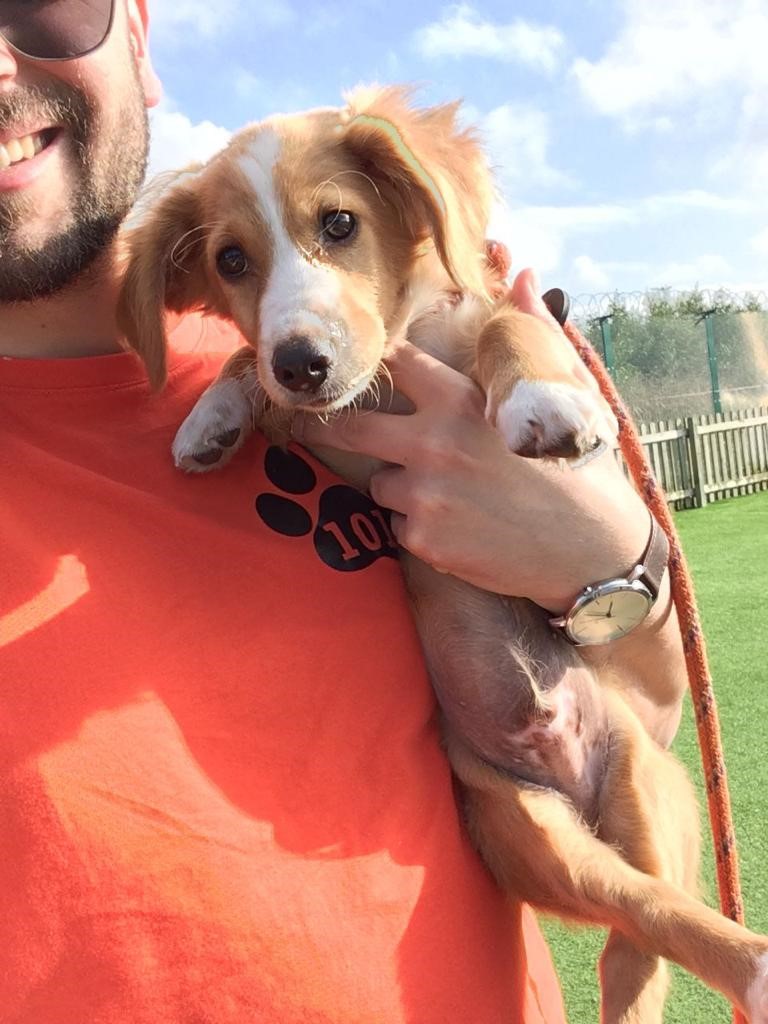man in orange t-shirt holding a golden puppy