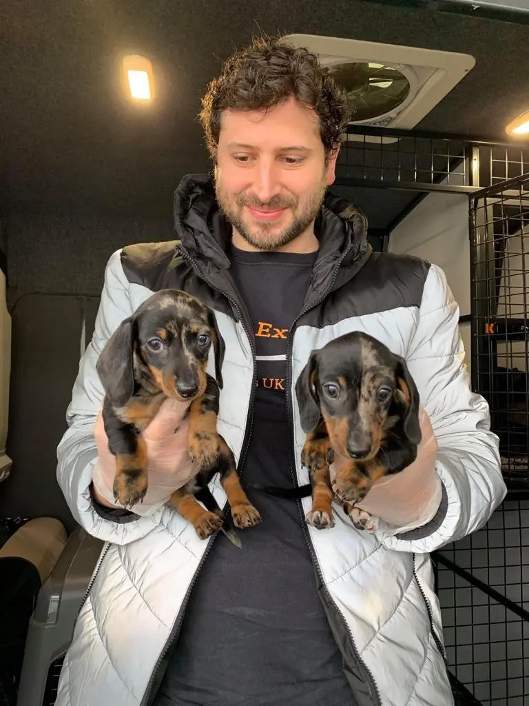 2 dachshund puppies being carried
