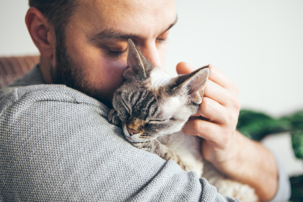 Portrait of happy snuggling cat with close eyes and young beard man. Handsome young guy is hugging and cuddling his cute color point Devon Rex Kitten. Domestic pets concept