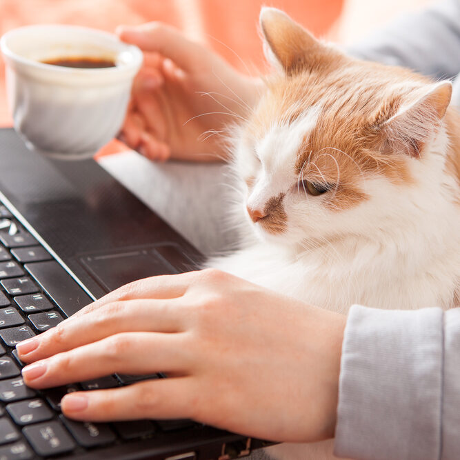 online home schooling and computer work. View from above without a face. A woman sits on a bed with a laptop, a cat and a cup of coffee. Flat lei.