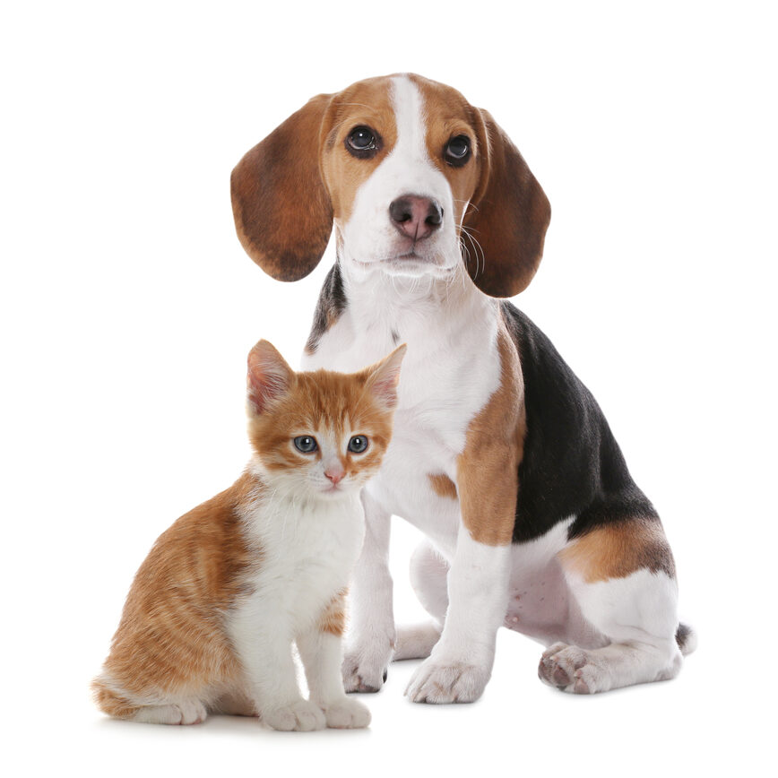 Adorable,Little,Kitten,And,Puppy,On,White,Background