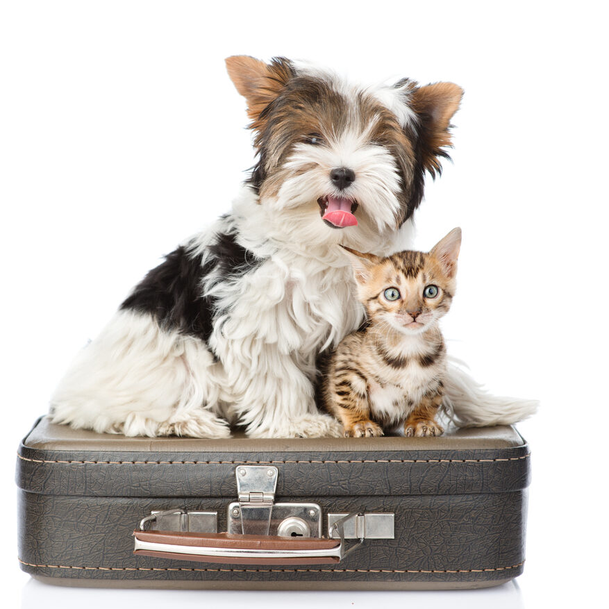 Biewer-Yorkshire terrier and bengal cat sitting on a bag. isolated on white background